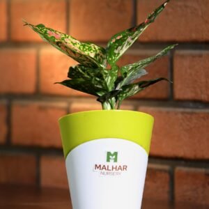 aglaonema plant