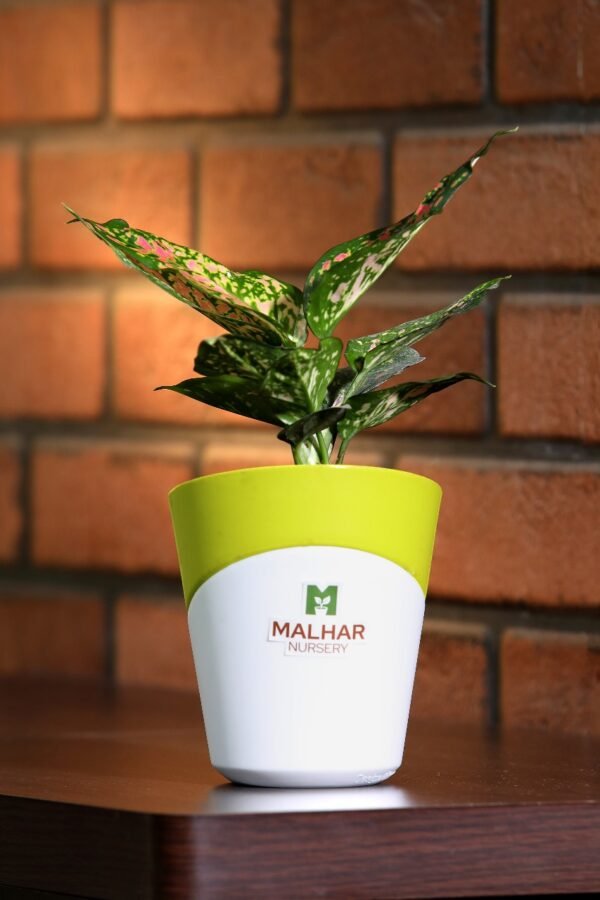 aglaonema plant