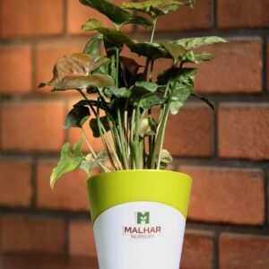 chocolate syngonium