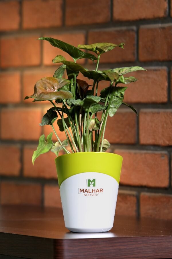chocolate syngonium