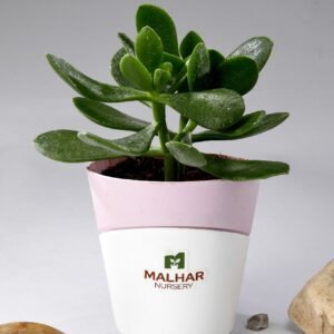 crassula