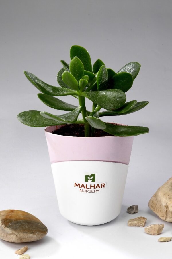 crassula