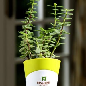 jade plant