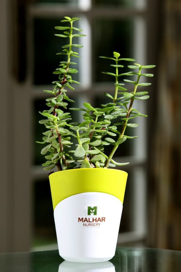 jade plant