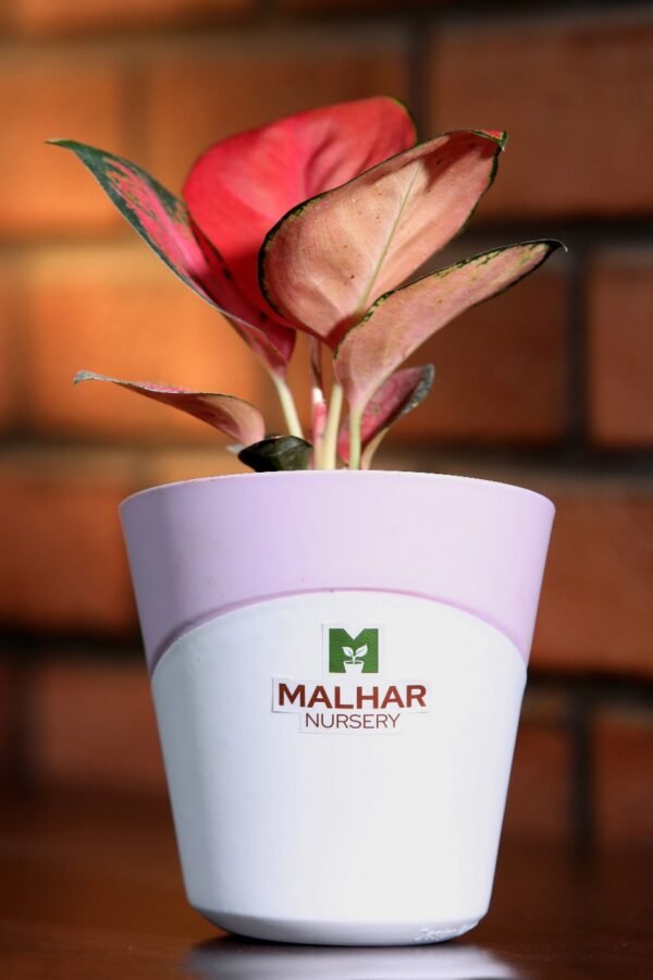 pink valentine