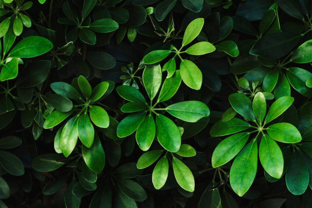 clean green botanical leaves in the garden