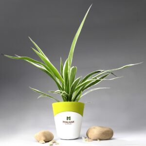 Spider Plant