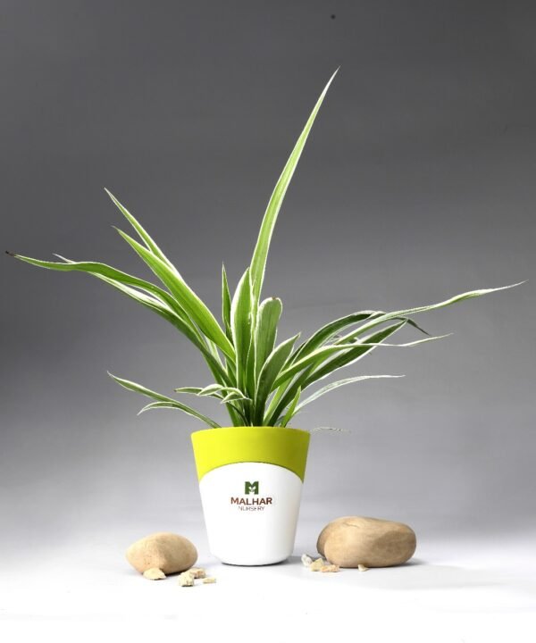 Spider Plant