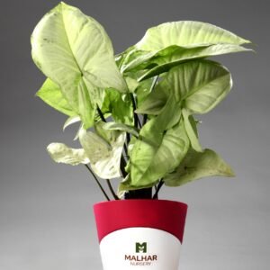 white syngonium