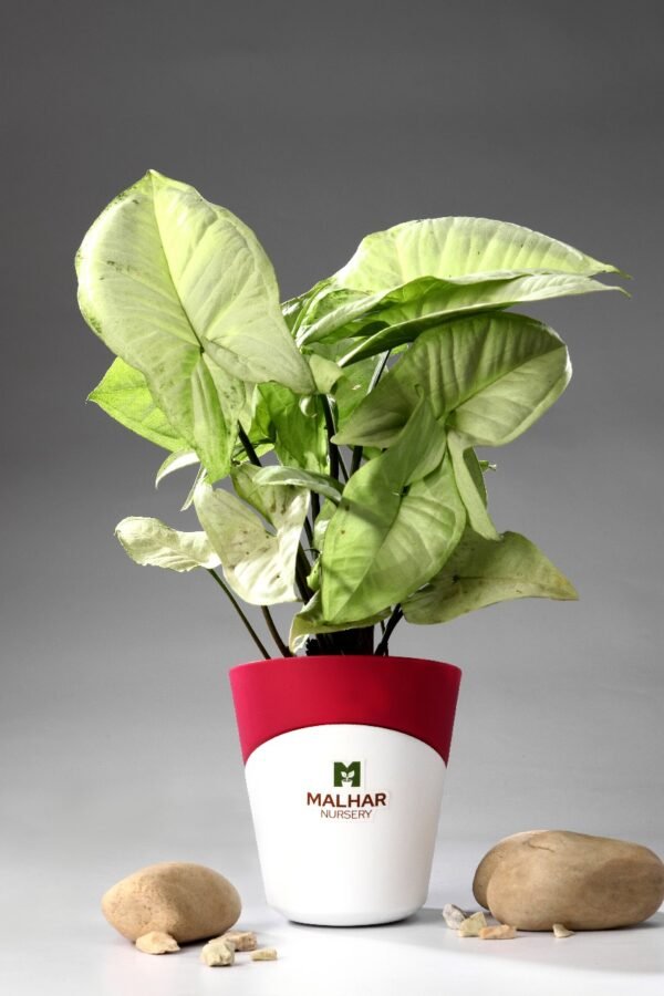 white syngonium